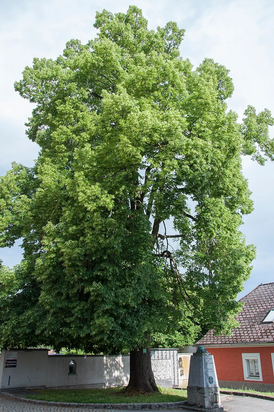 Kaiserlinde in Leonding