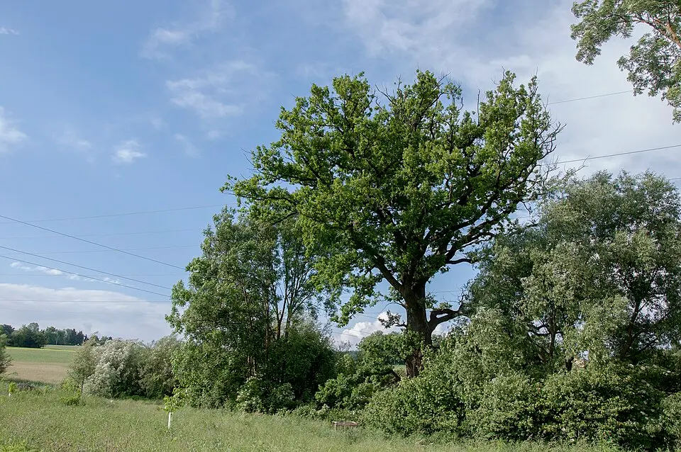 Eiche in Rufling