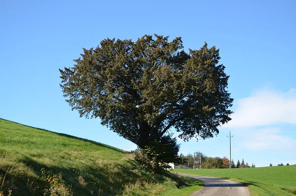 Kugeleibe von Waldhausen