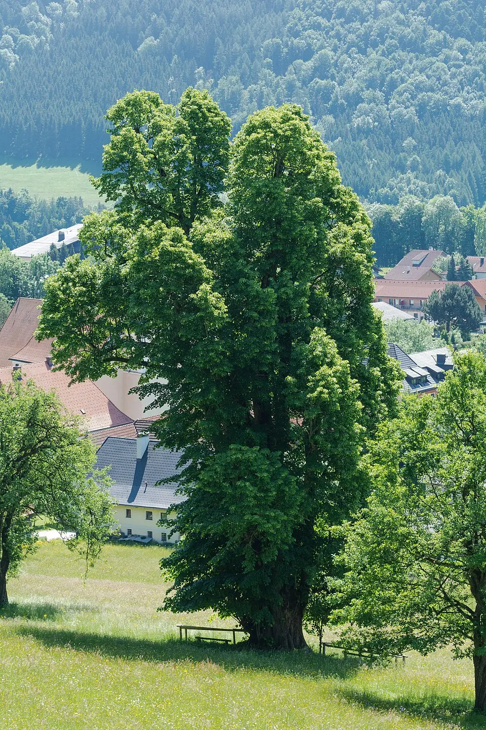 Gsanglinde in Viechtwang