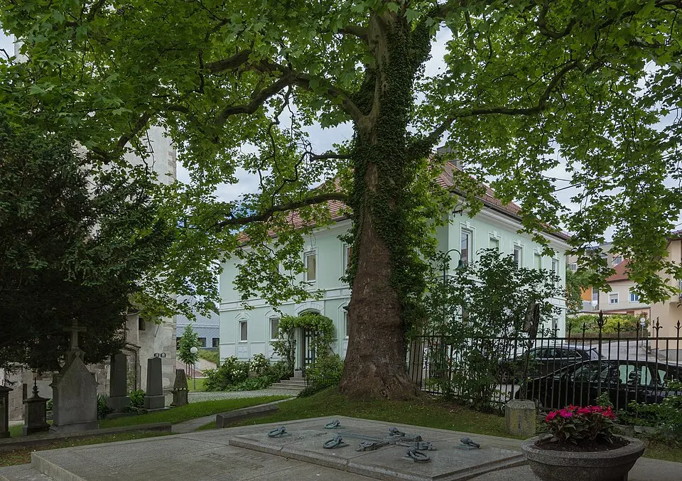 Platane am alten Friedhof