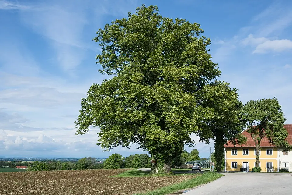 Winterlinde in der Gemeinde Nußbach