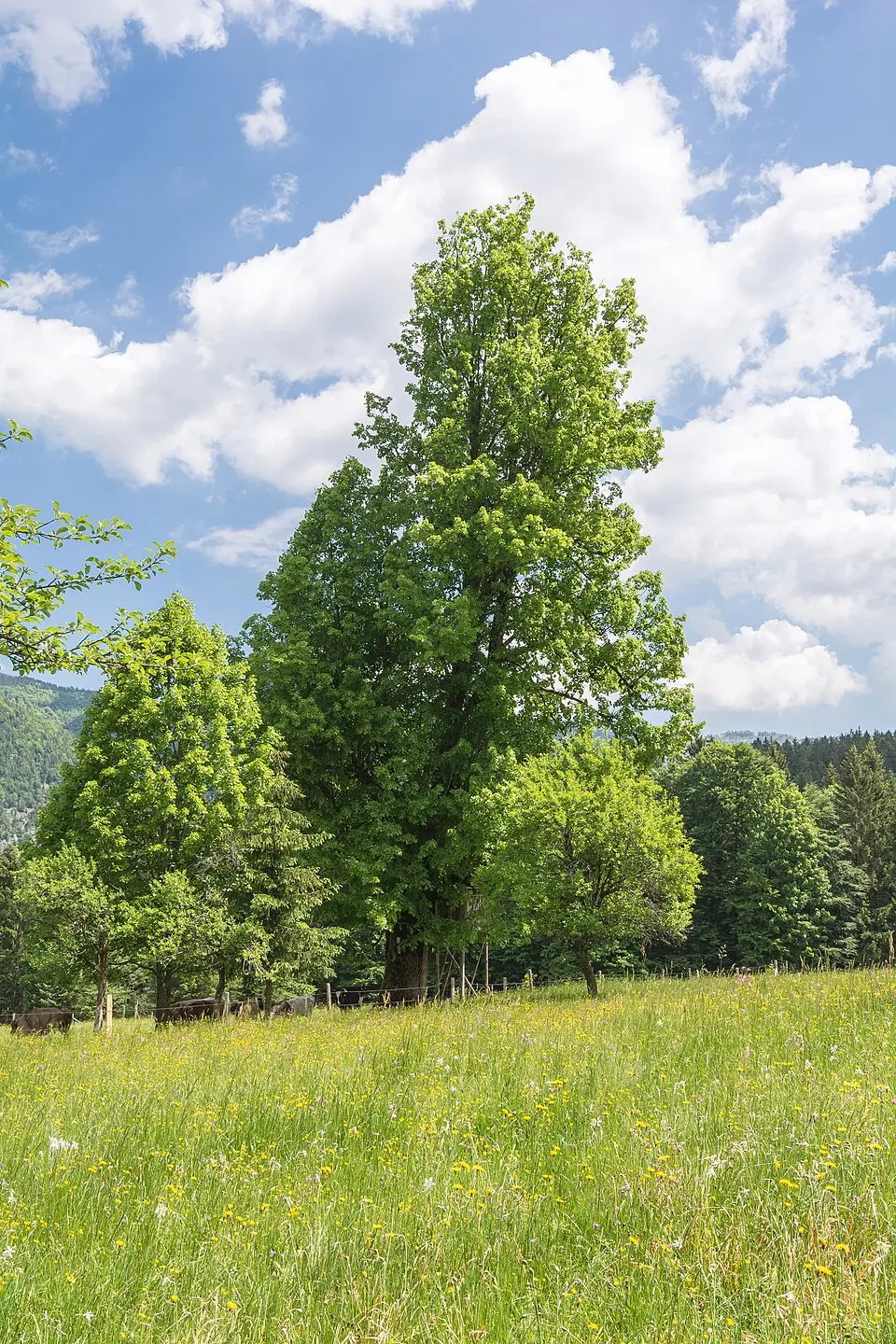 Winterlinde auf der Bäckerschlagalm