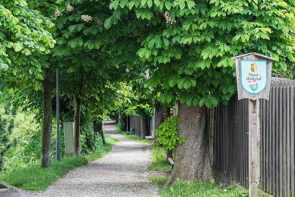 Kastanienbaumallee in Enns