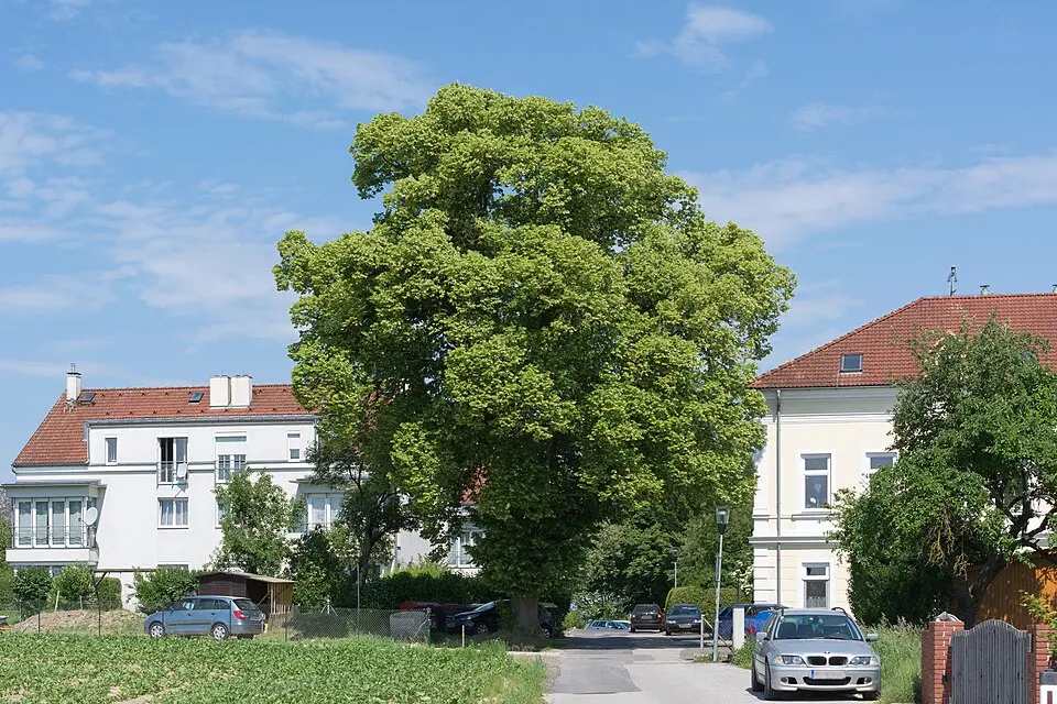 Linde in Berg bei Ansfelden