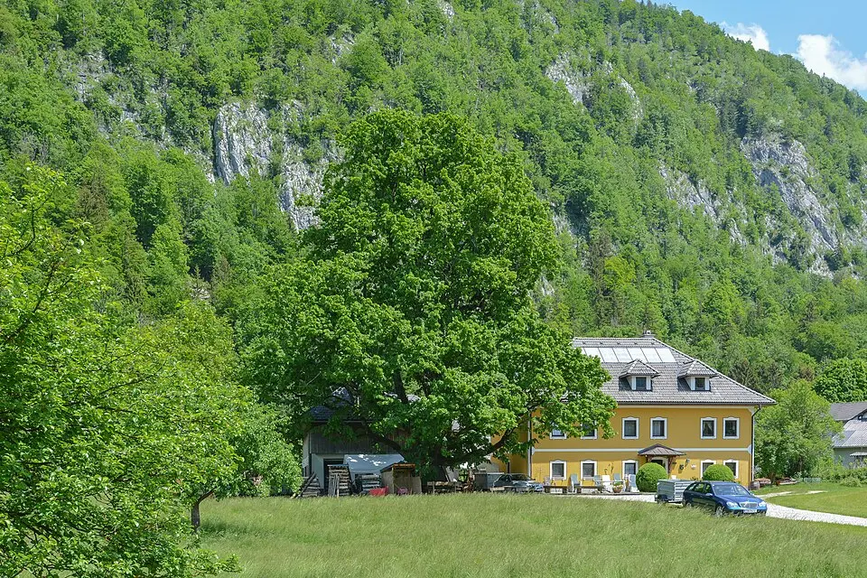 Sommerlinde in der Lahn
