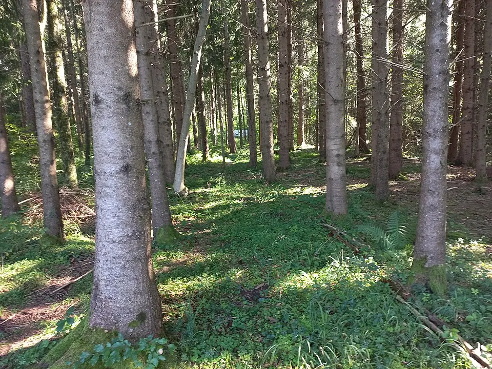 Bild: Asurnipal · CC BY-SA 4.0 Prähistorischer Brandopferplatz und römerzeitliche Fundstelle