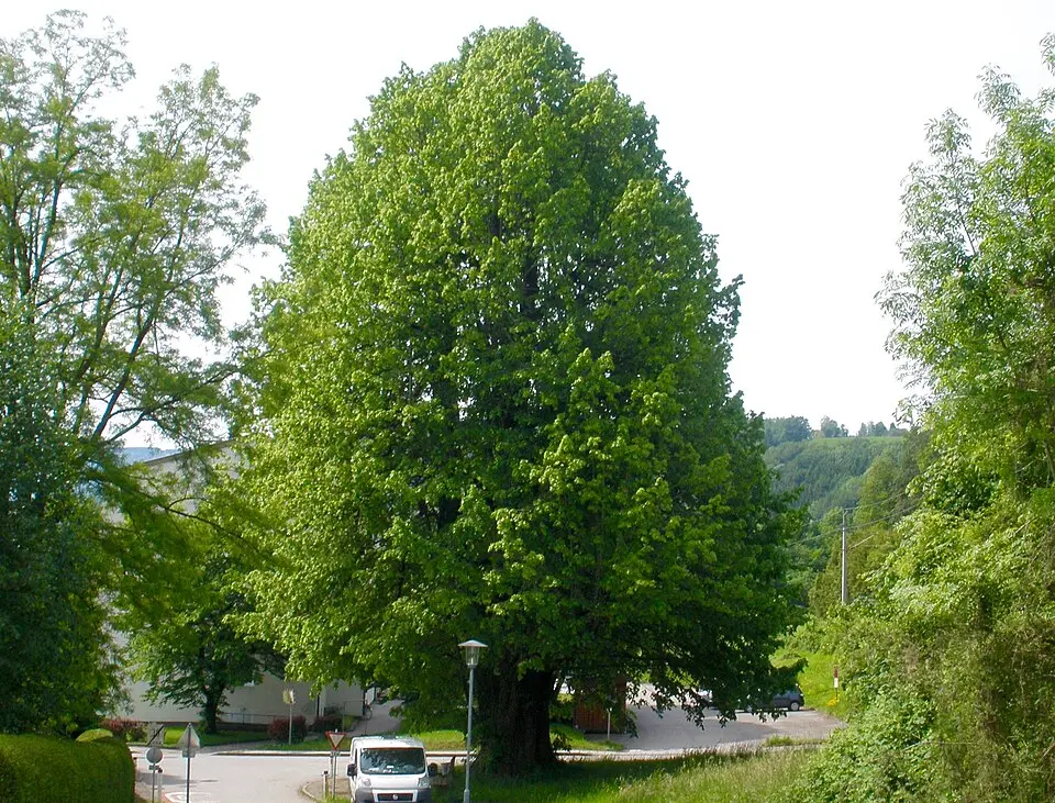 Obrázok: Pepito Tey · CC BY-SA 4.0 Hausbaumlinde von Altmünster