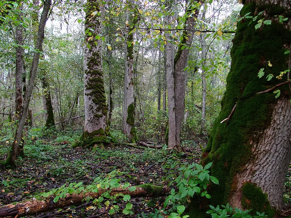 Fjugstad naturreservat