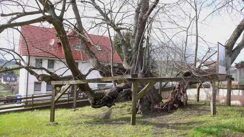 Niedenstein