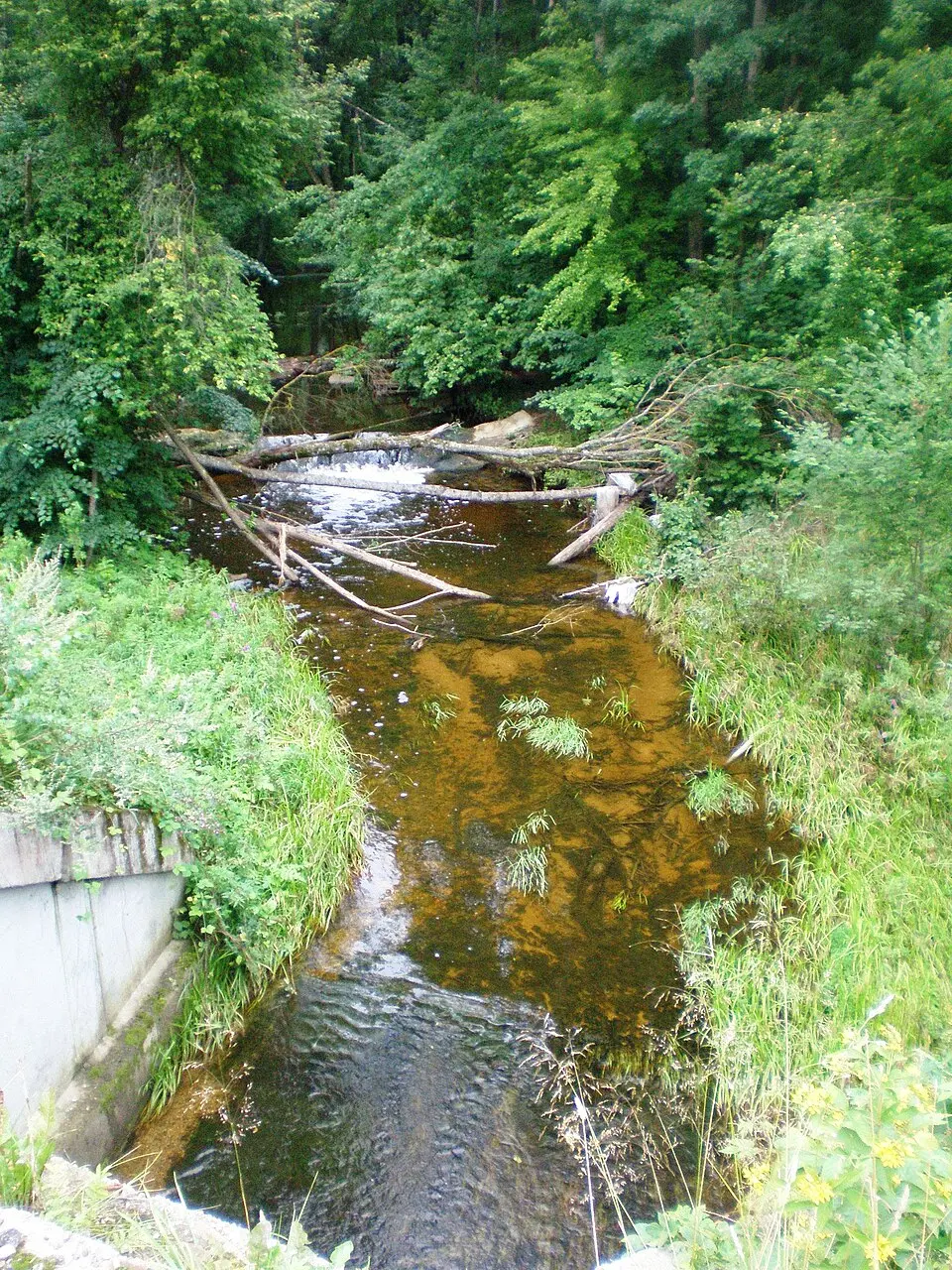 Aluona