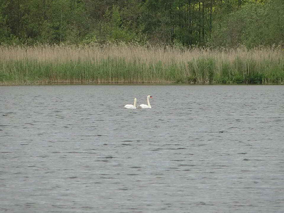 Nienhäger See
