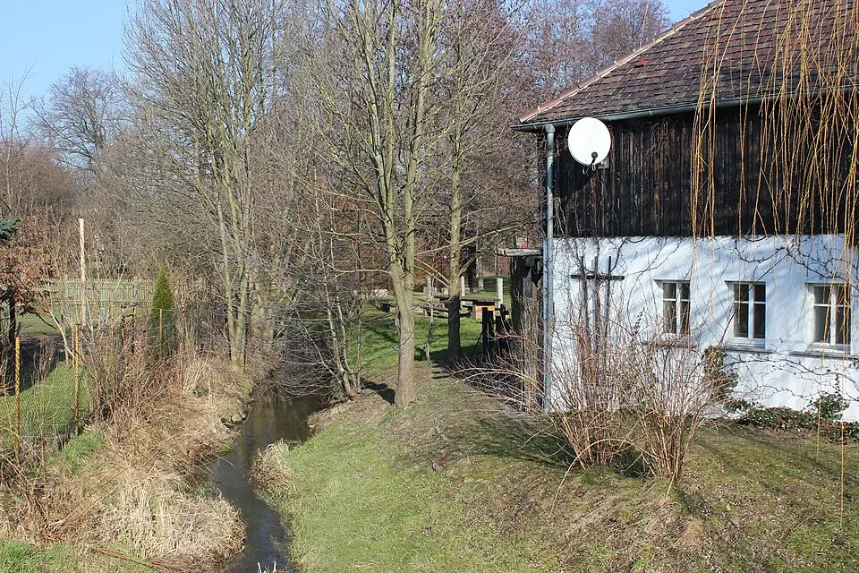 Jauer