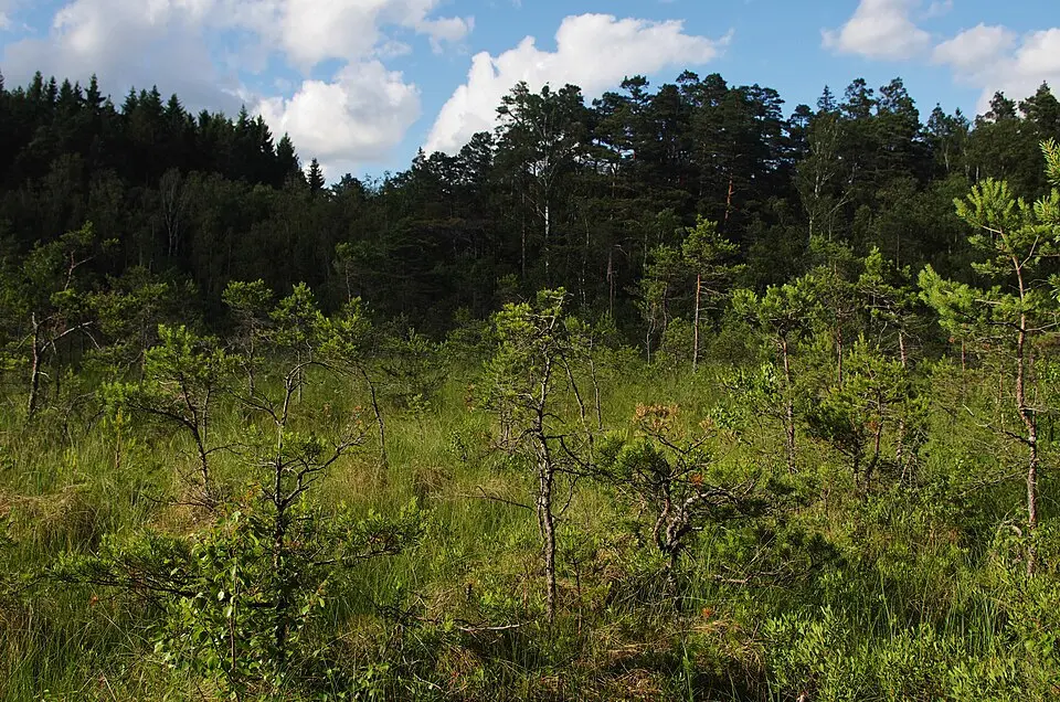 Nordsjömyren
