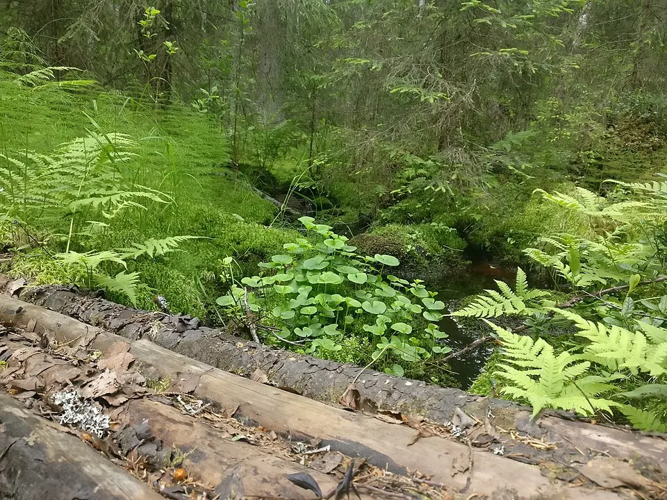 Nordsjöskogen