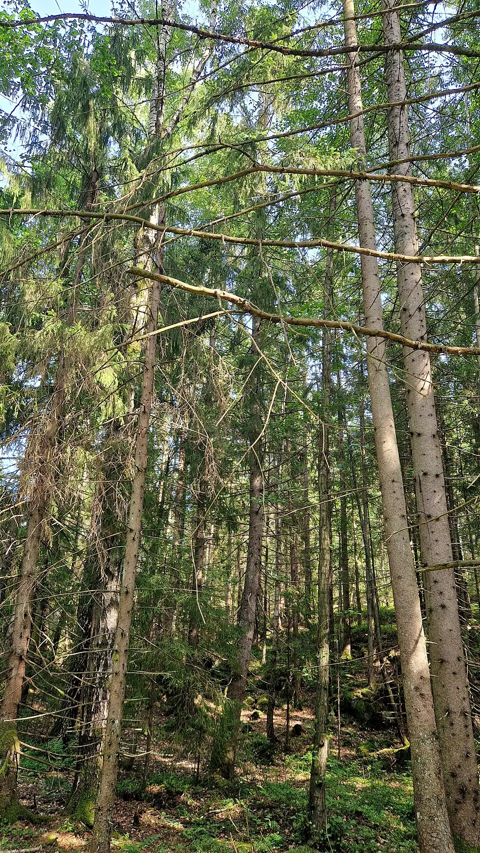 Nordskogen naturreservat