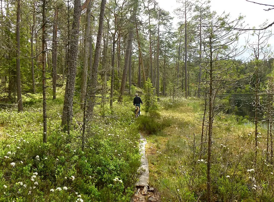 parco nazionale Norra Kvill