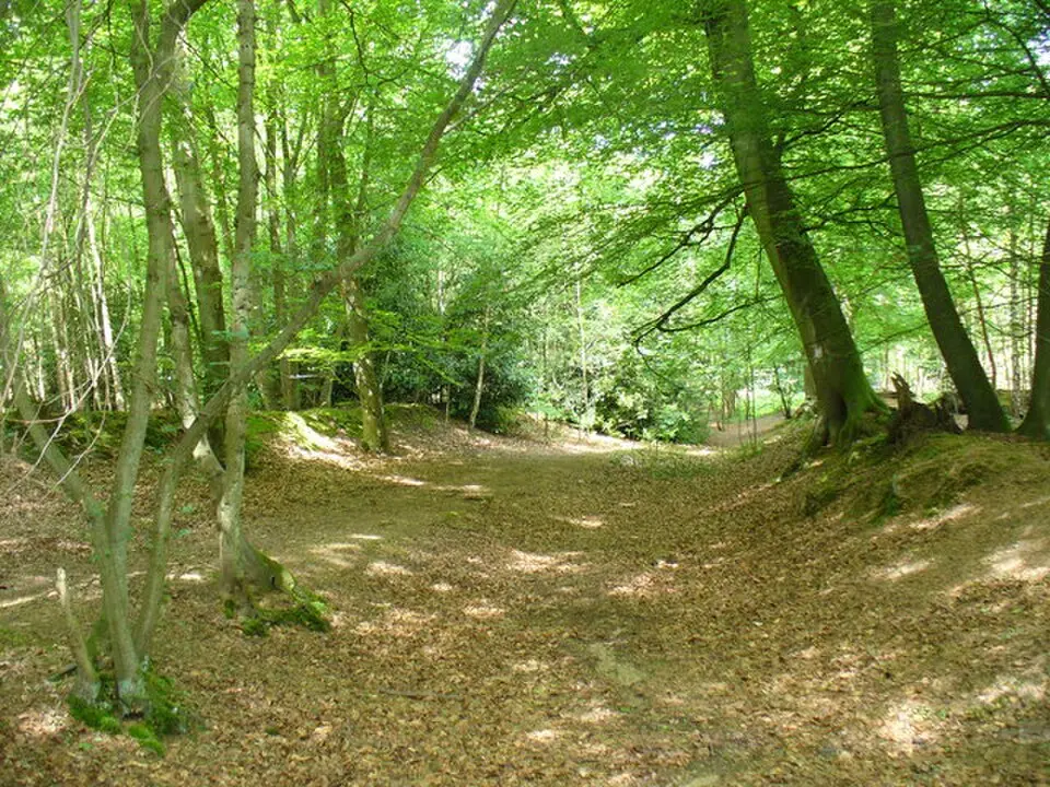 Runfold Wood