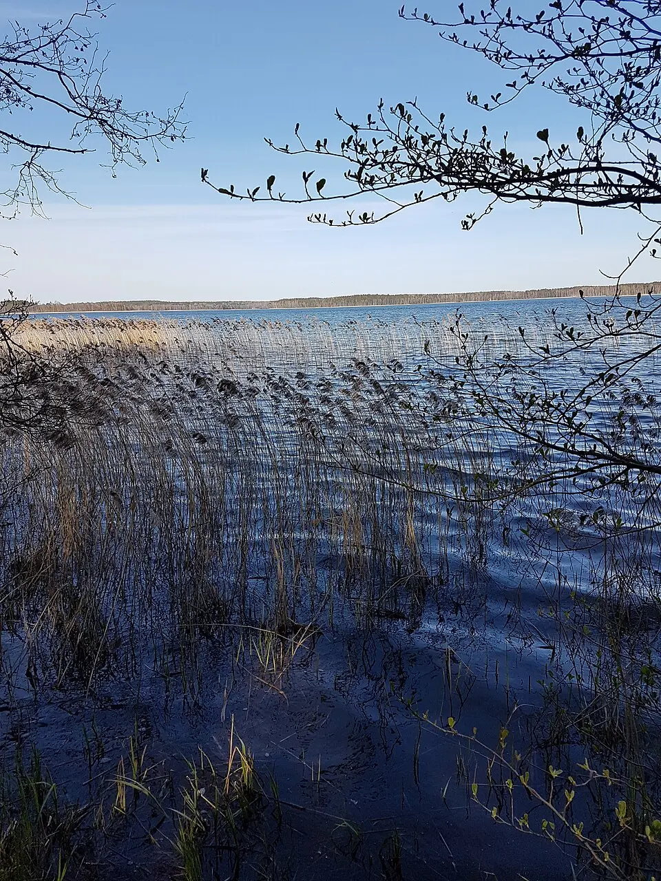 Воласа Паўночны
