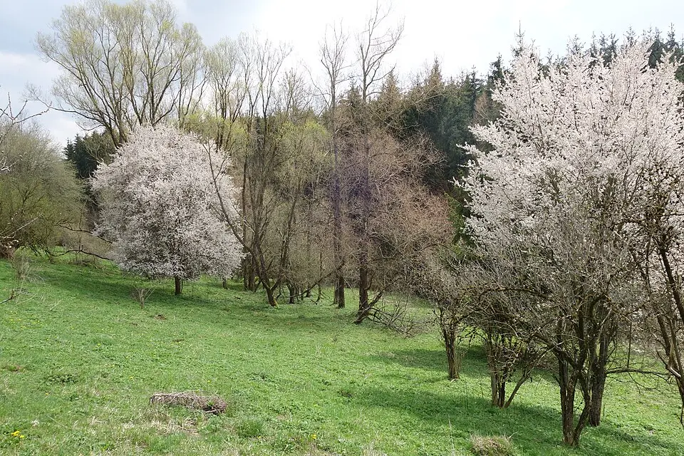 Schwarzenbach