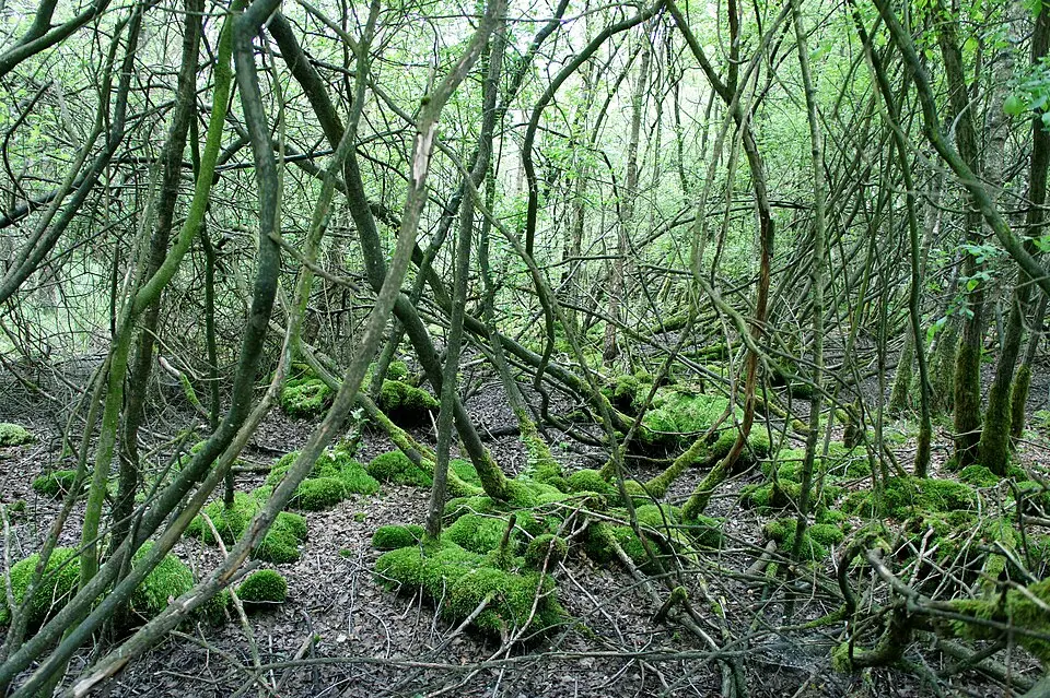Naturpark Wildeshauser Geest