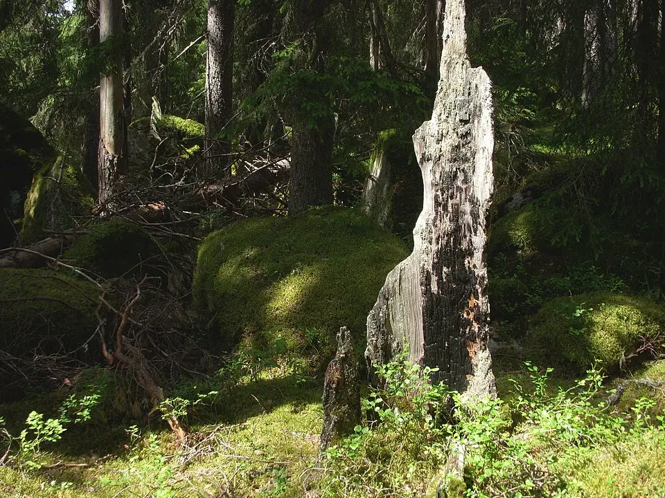 Nybrännberget