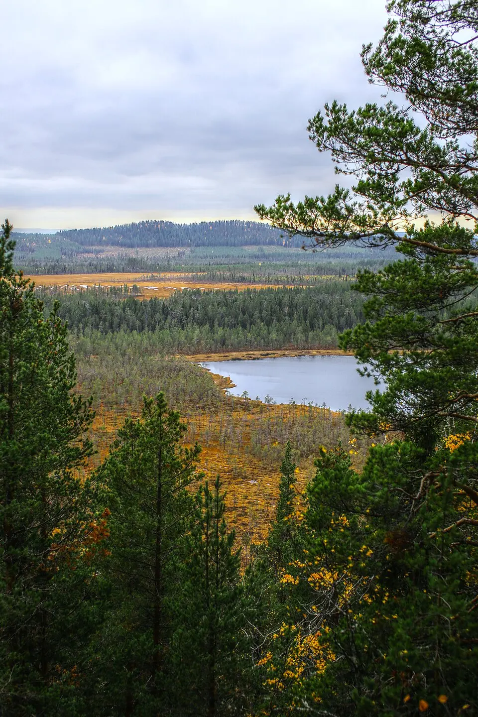 Nymyrtjärnheden