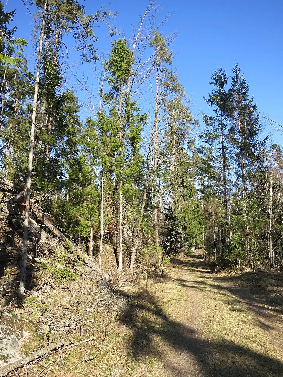 Nytebodaskogen