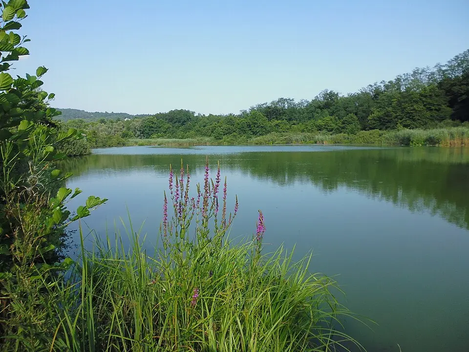 Oasi del Bassone-Torbiera di Albate