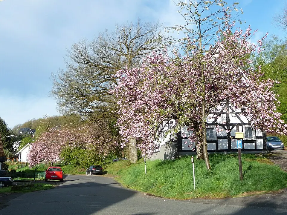 Oberholzklau