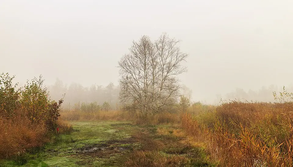 De Alde Feanen