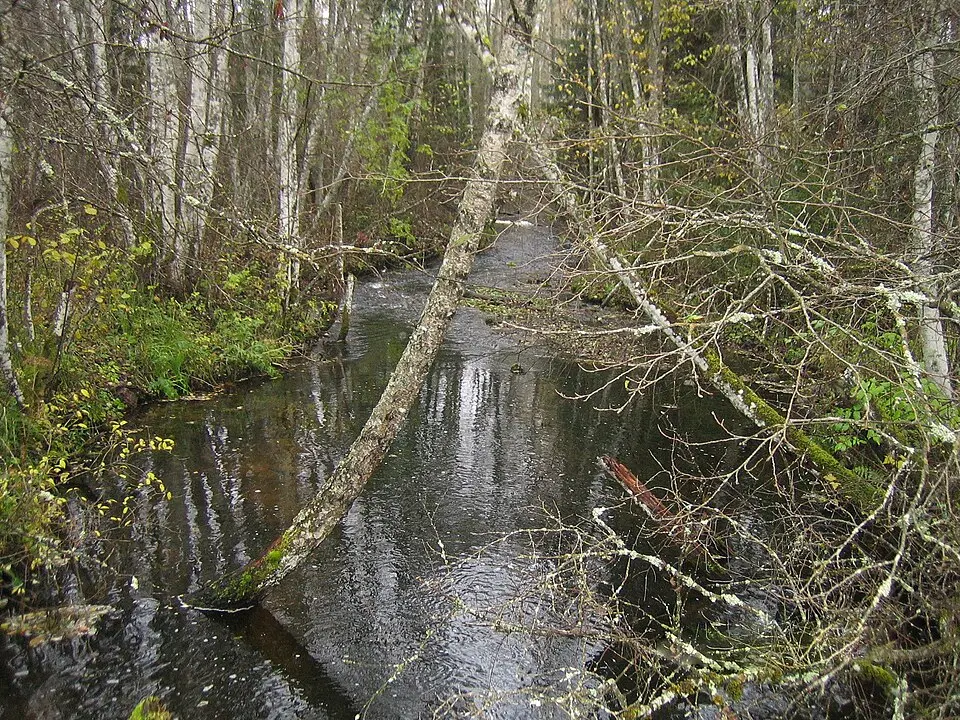 Olju