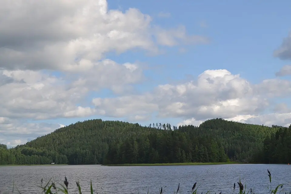 Oravivuori