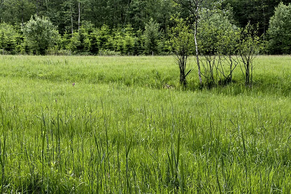 Orchideen-Streuwiese Knotzing/Lamprechtshausen