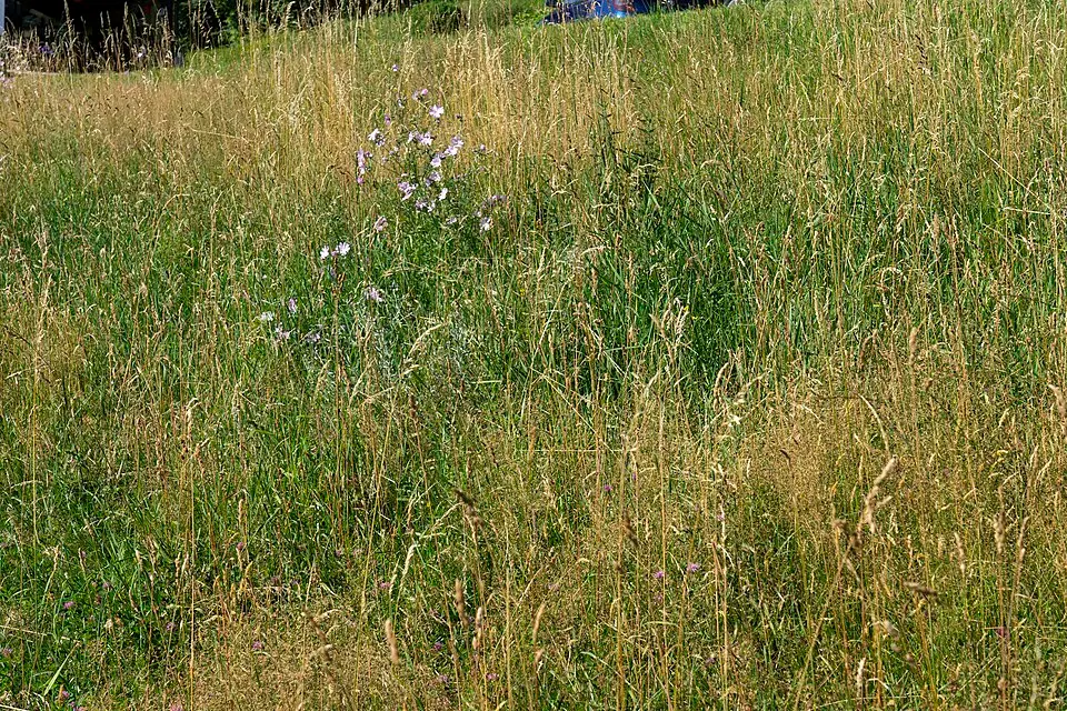 Obrázek: Thomas Ledl · CC BY-SA 4.0 Orchideenwiese in Freundorf