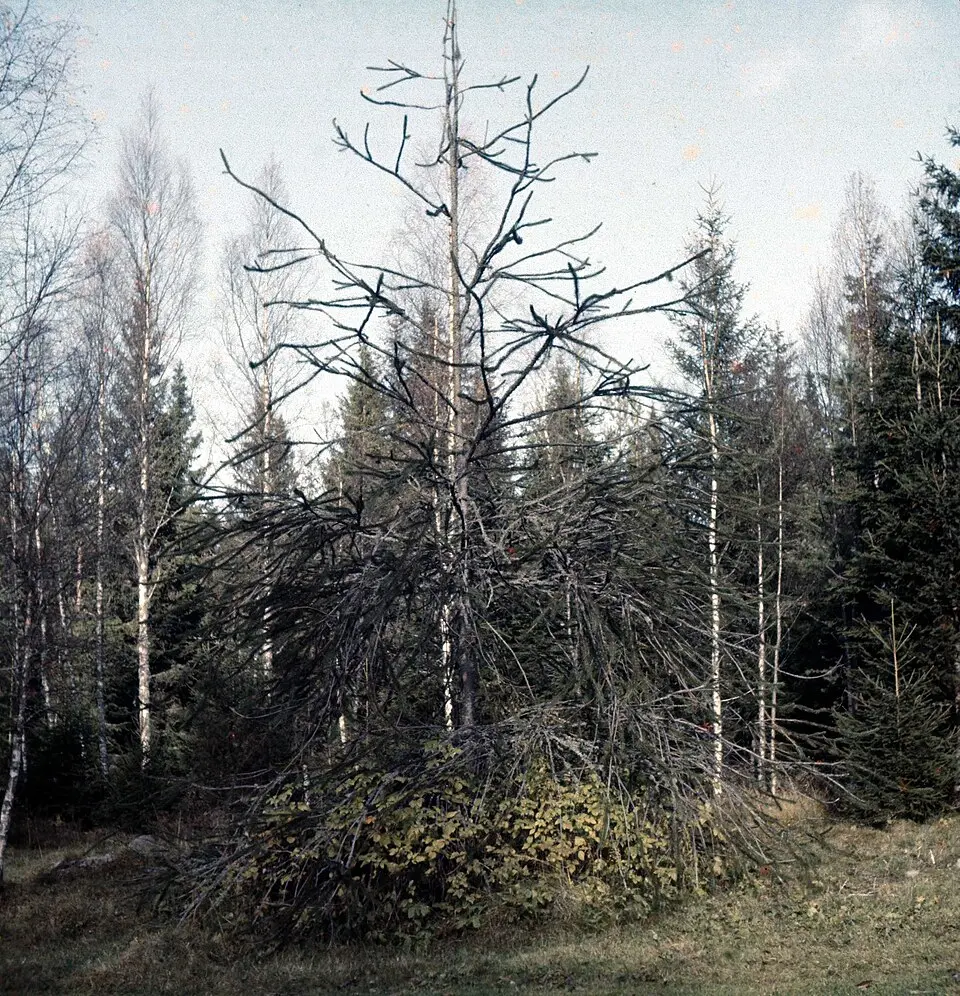 Eskilstorps ormgranar