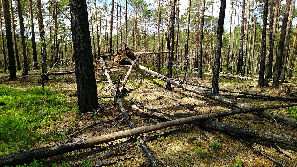 Orrkojgölarnas domänreservat