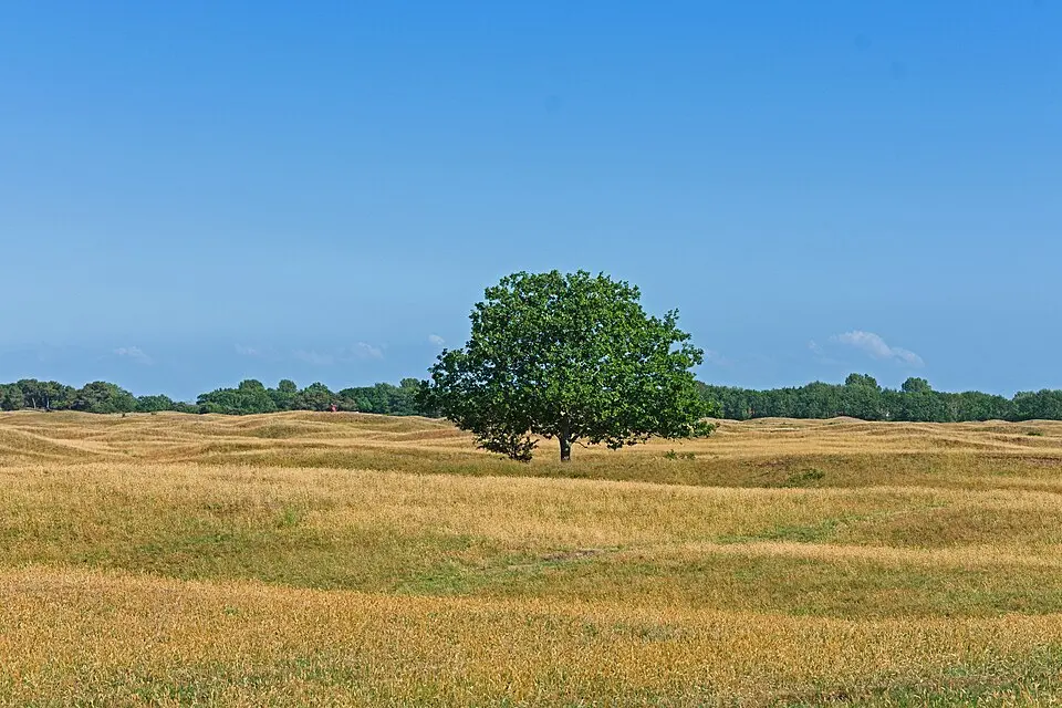 Duinen van Goeree