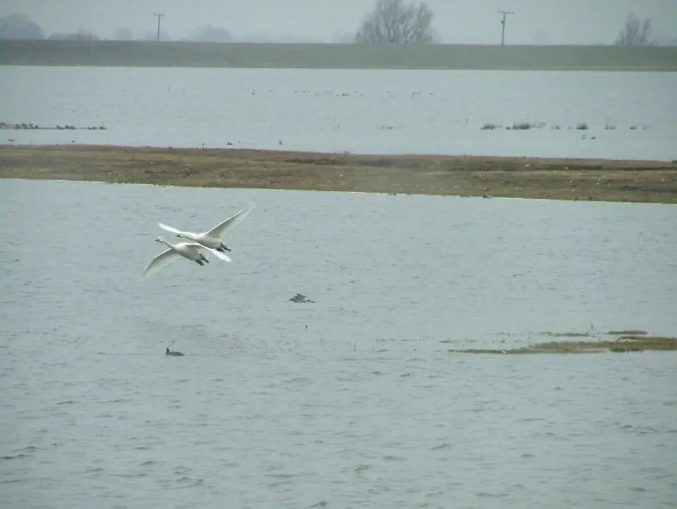 Ouse Washes