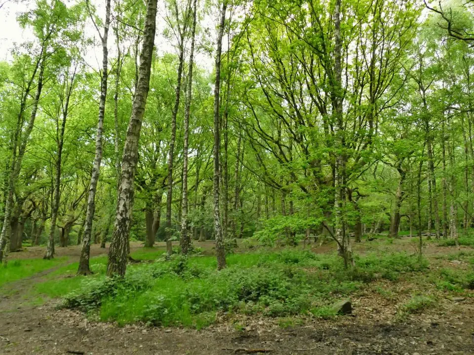 Prehistoric enclosure, carved rocks and orthostat wall, Buck Wood, 195m west of football ground