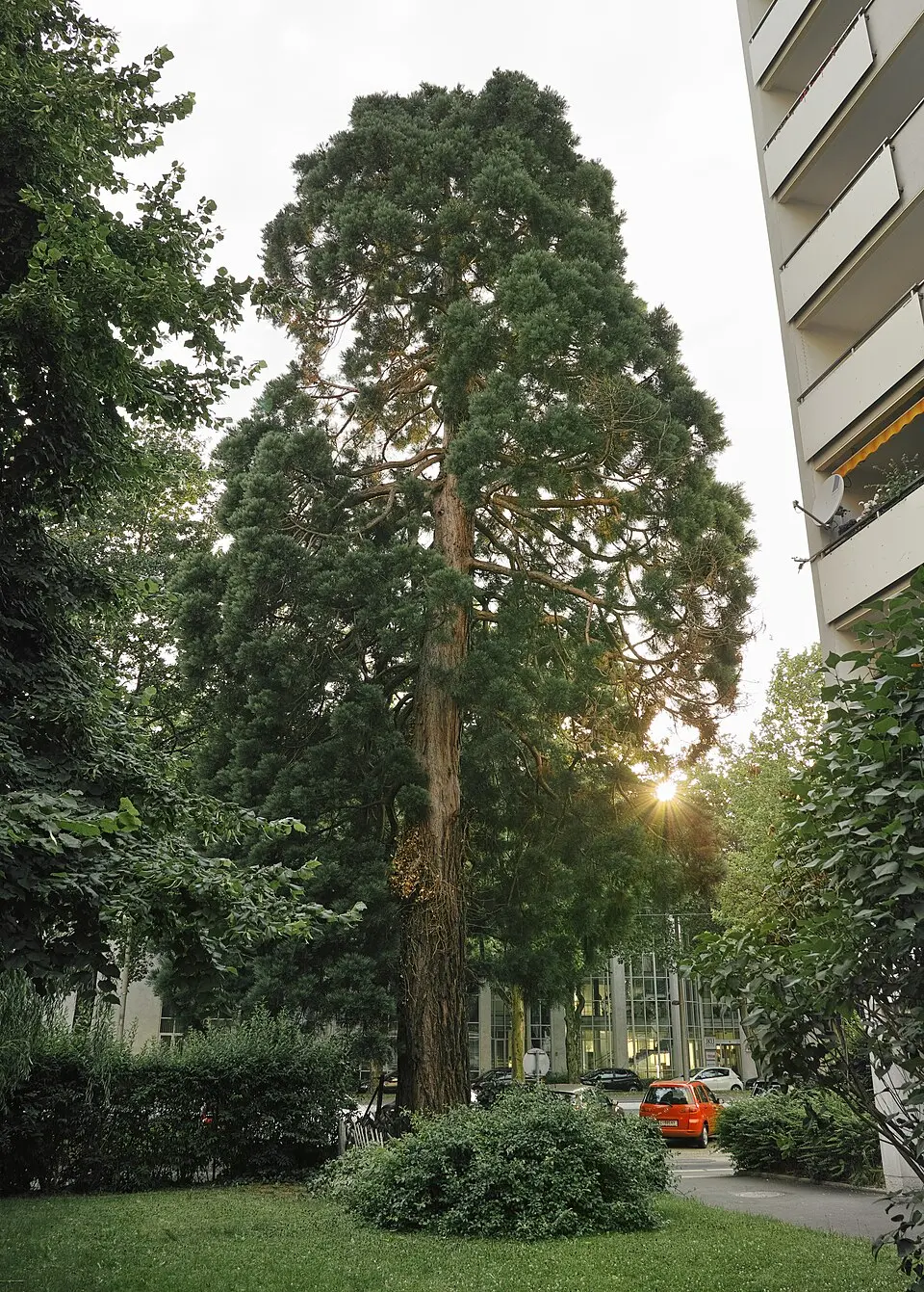 Riesenmammutbaum in Linz
