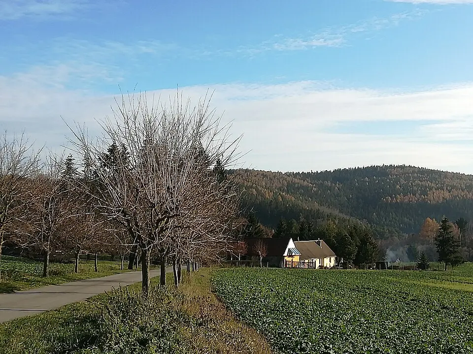 Pařezí