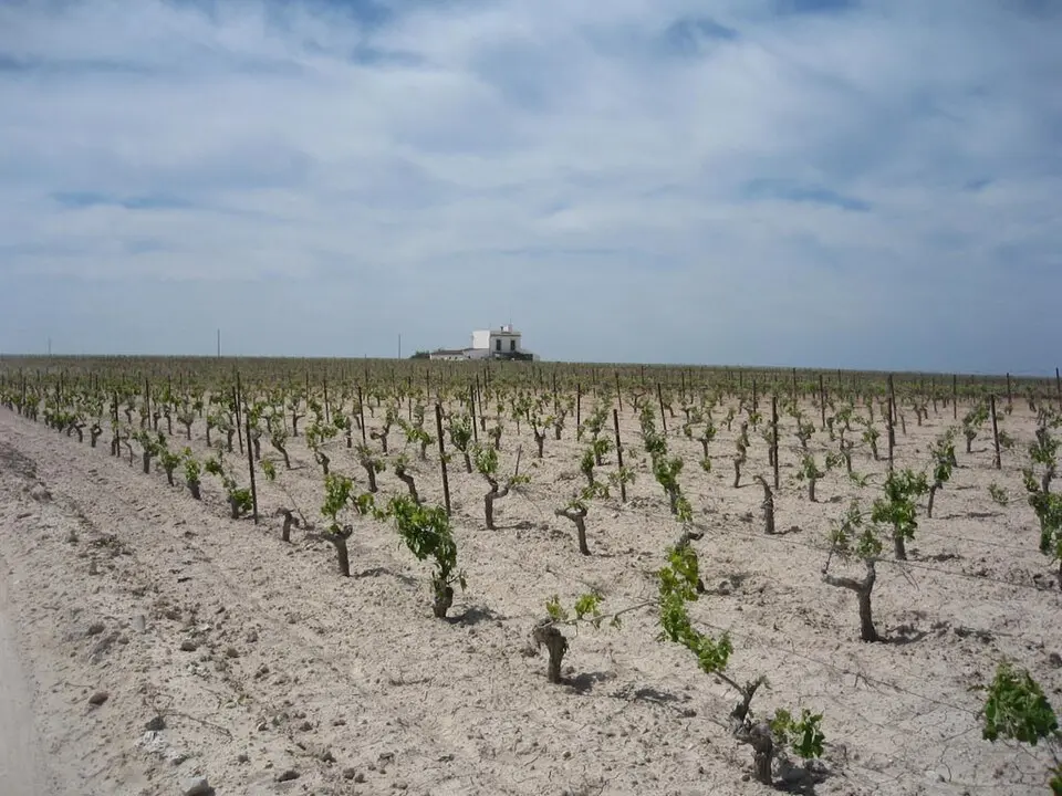 manzanilla