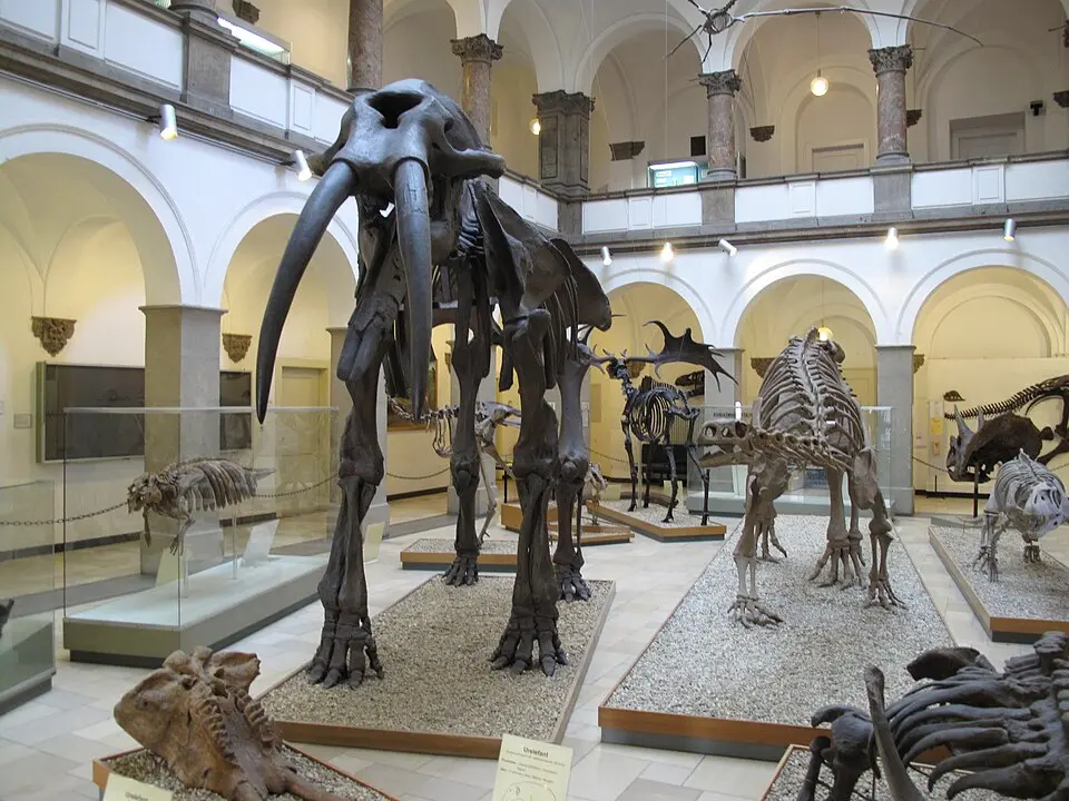 Paläontologisches Museum München