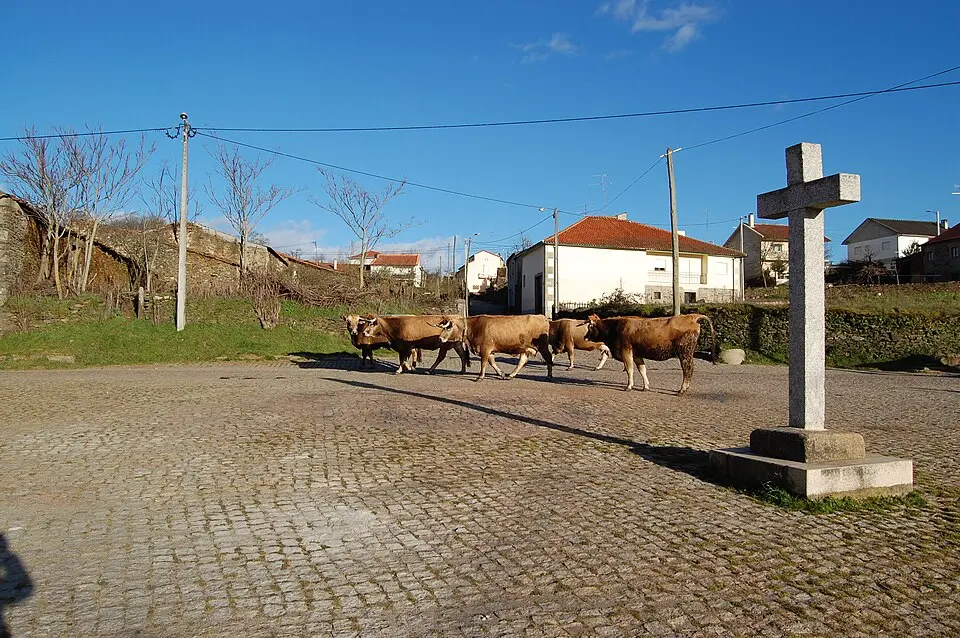 Angueira