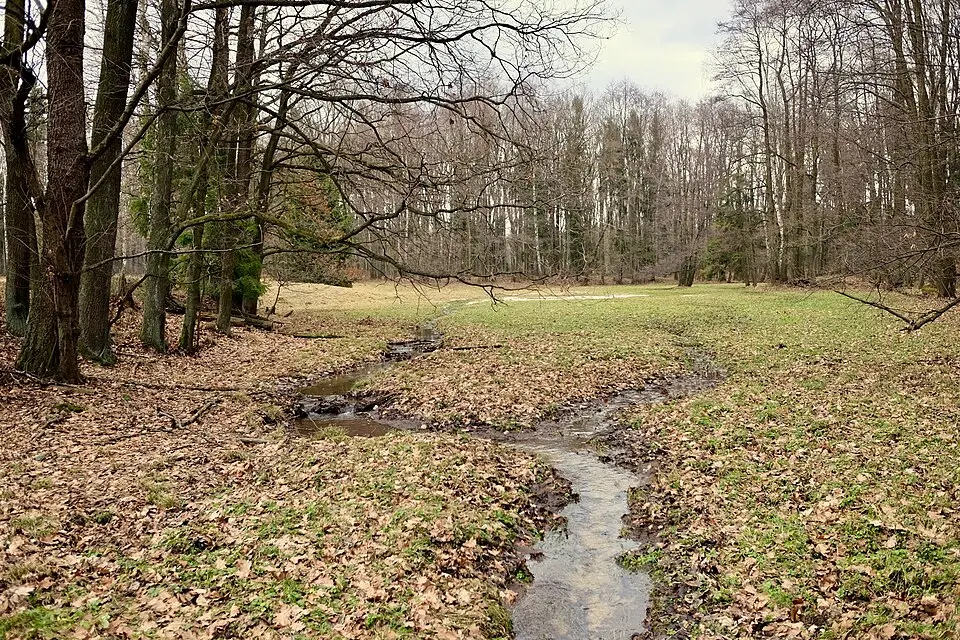 Obrázek: Slepi · CC BY 4.0 Novodvorský močál