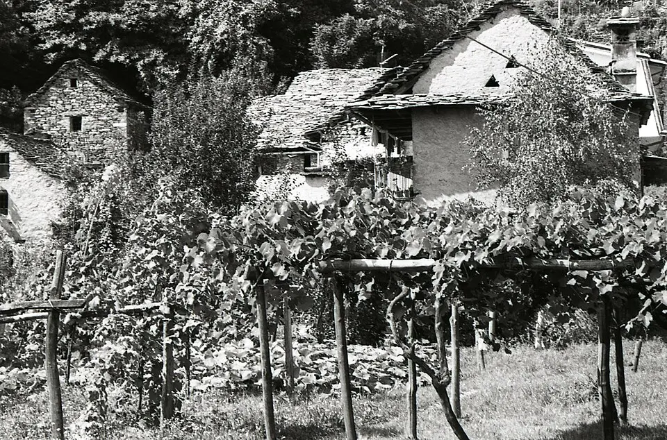 Cimamulera