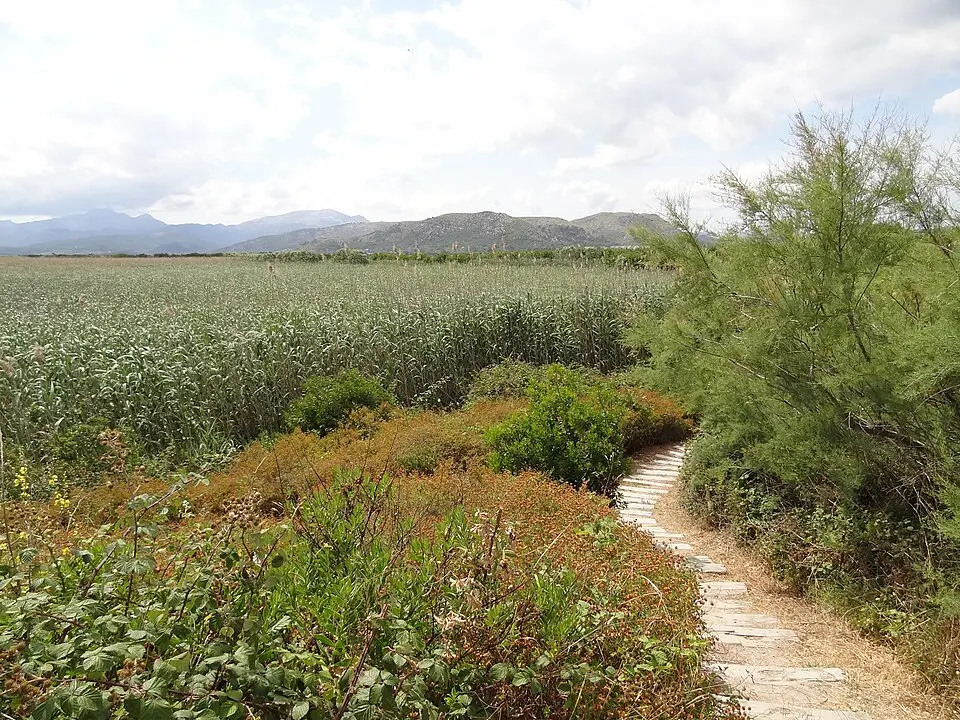 Parc naturel de la Albufera de Majorque