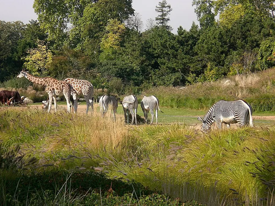 jardin zoologique de la ville de Lyon