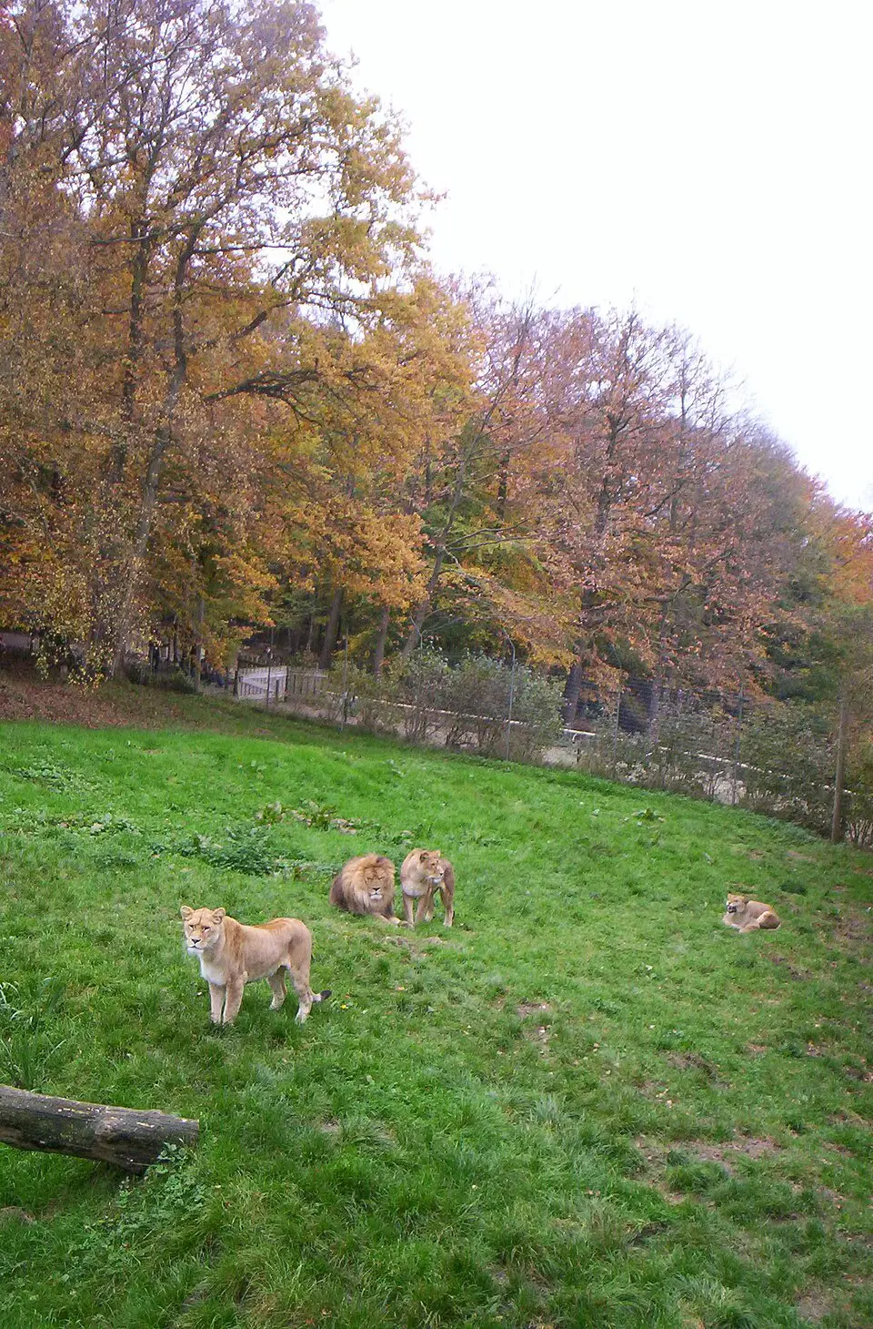 parc zoologique de Lisieux